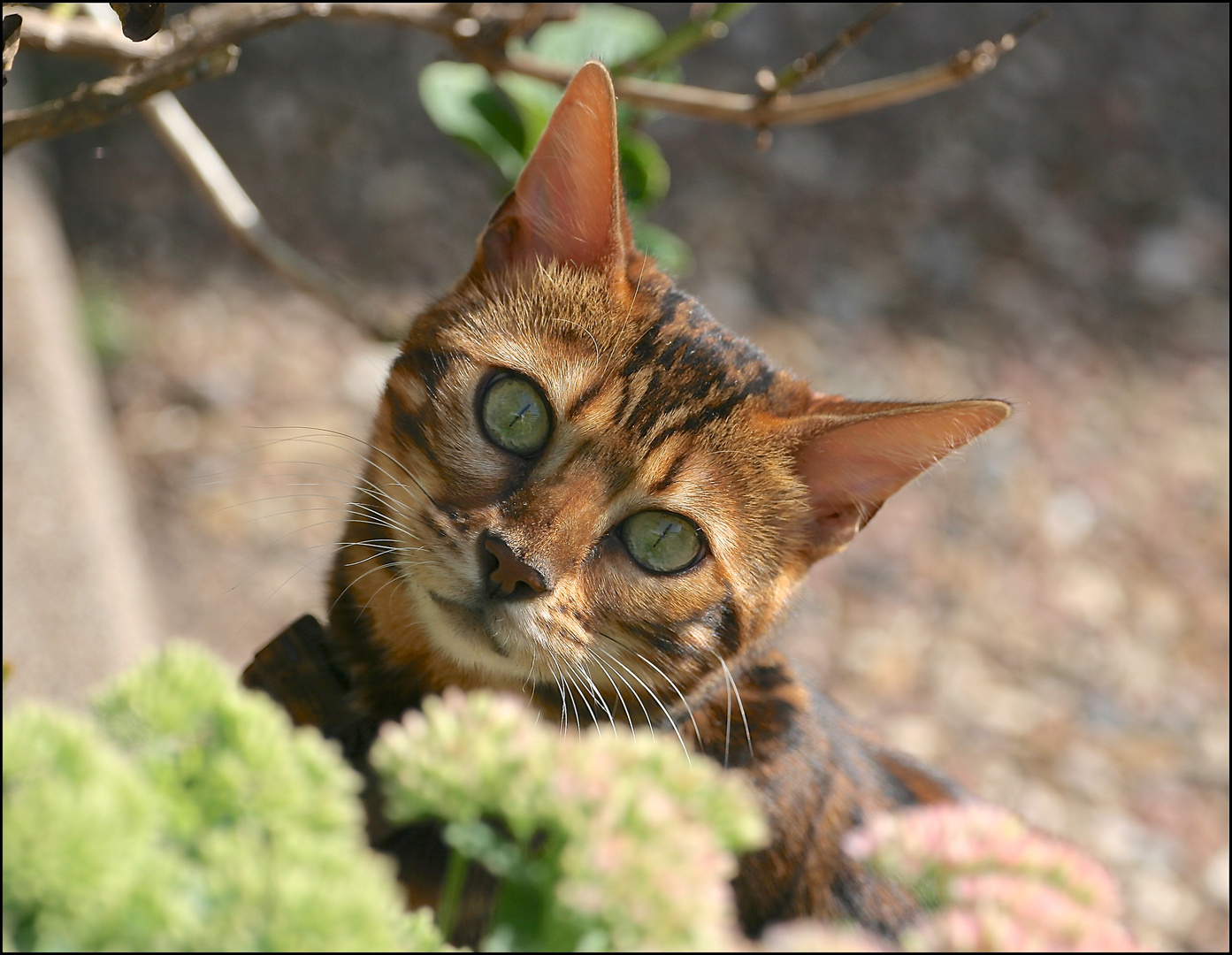 Katze Neila mit verträumtem Blick