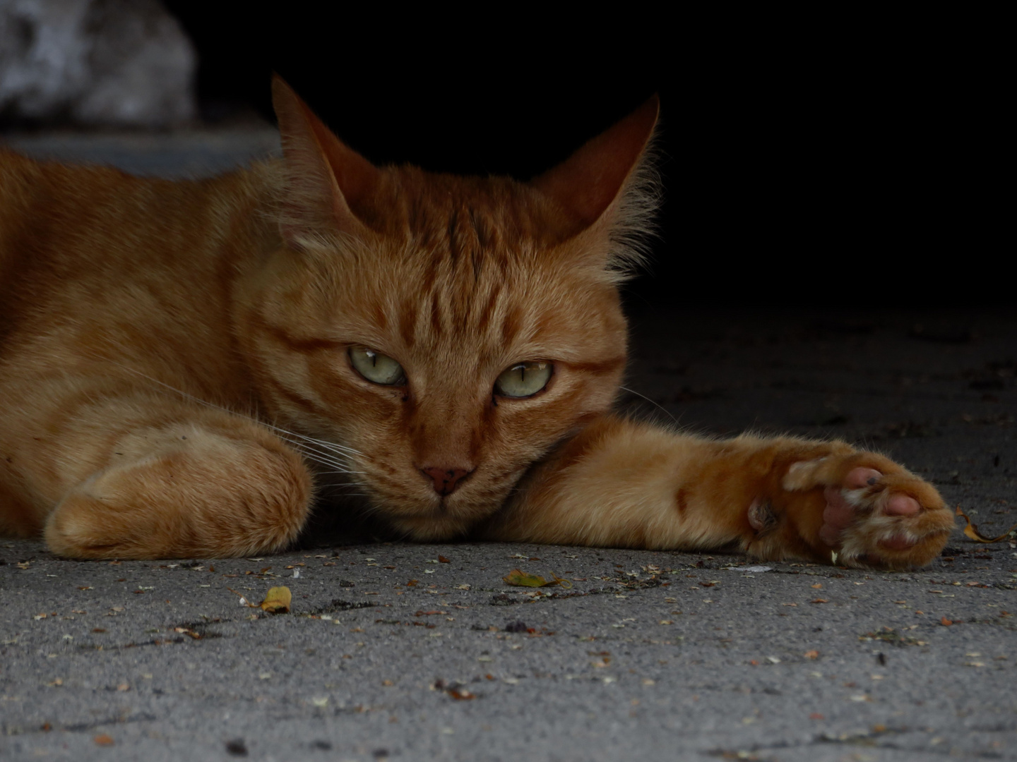 Katze: Nerv mich nicht, Mensch!