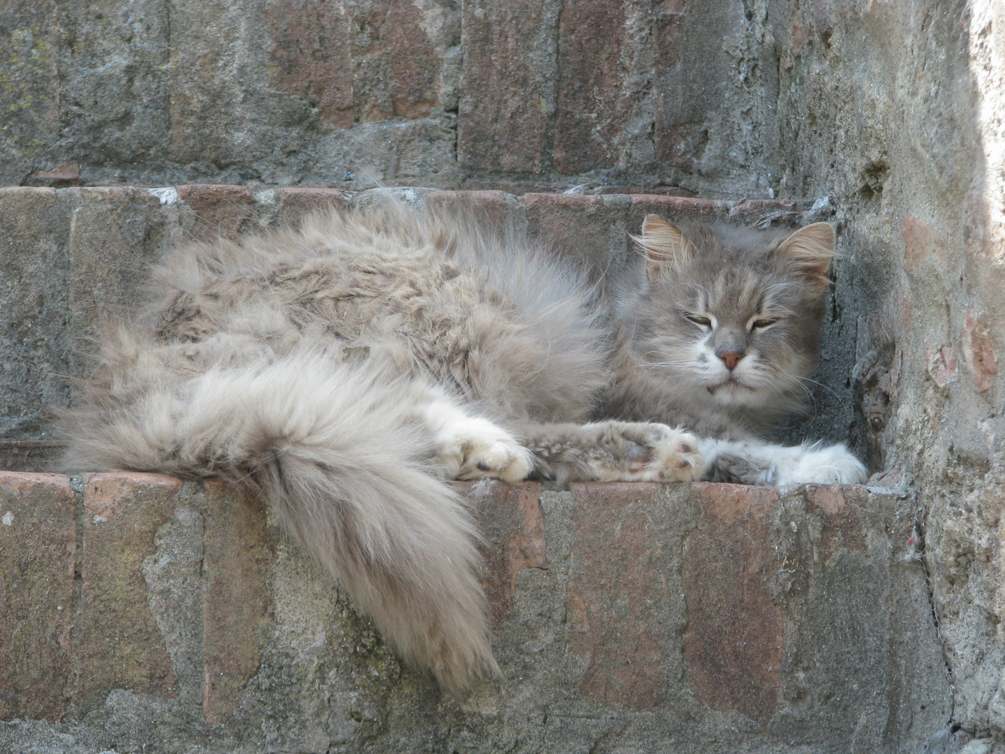 Katze oder Chamäleon?