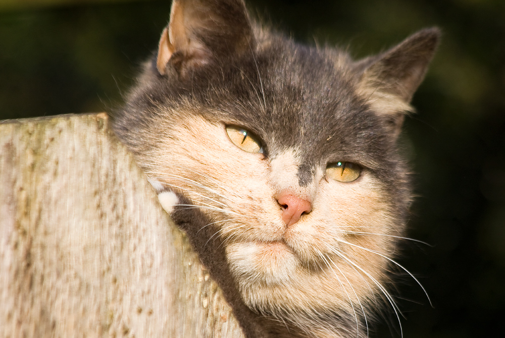Katze oder Waschbär? Foto & Bild | tiere, haustiere, katzen Bilder auf
