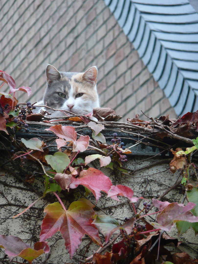 Katze passen zum Laub