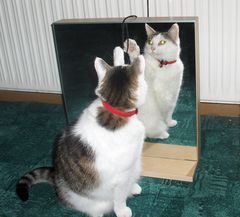 Katze Paula vorm Spiegel