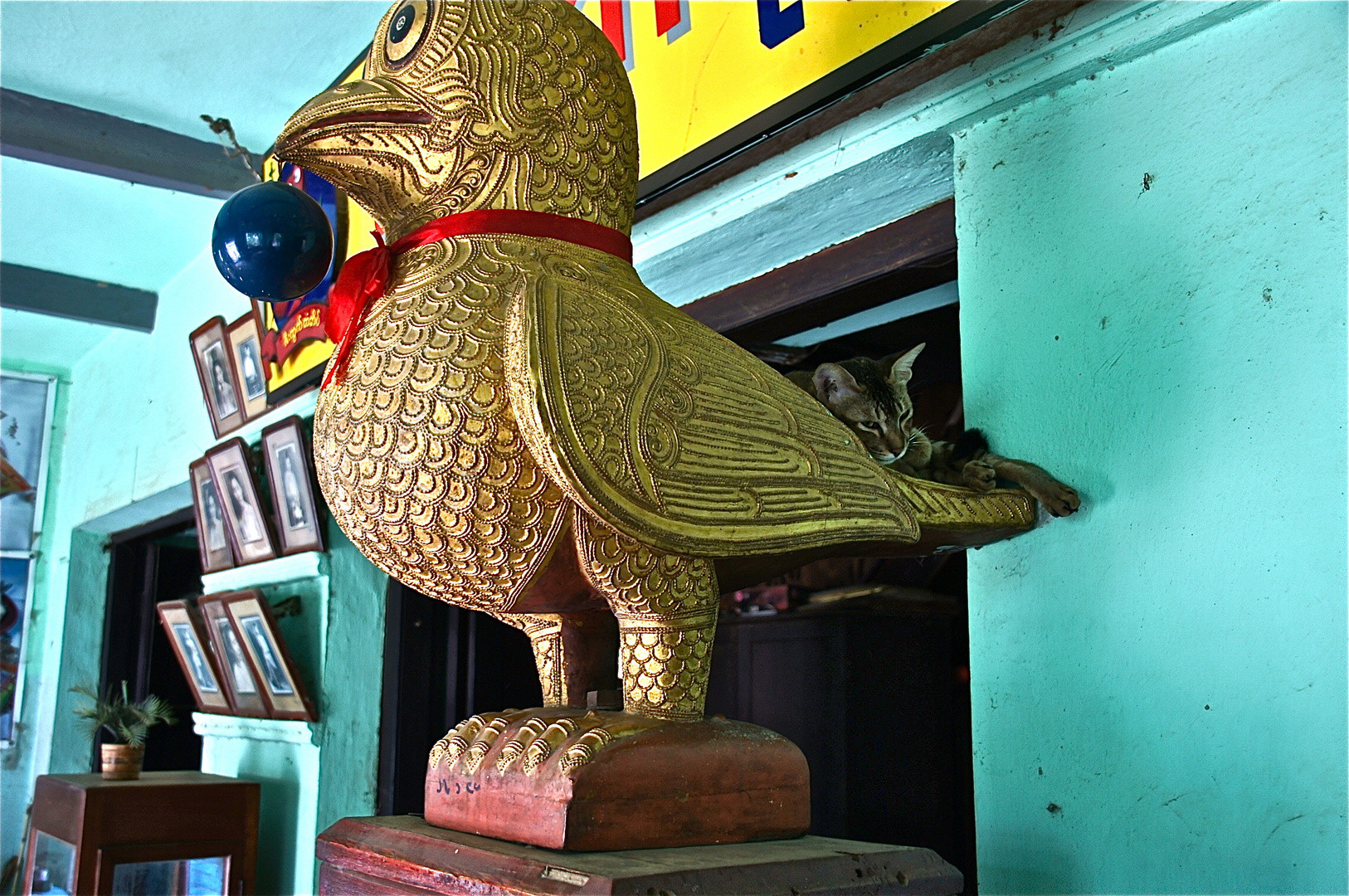 katze pennt auf eule, burma 2011