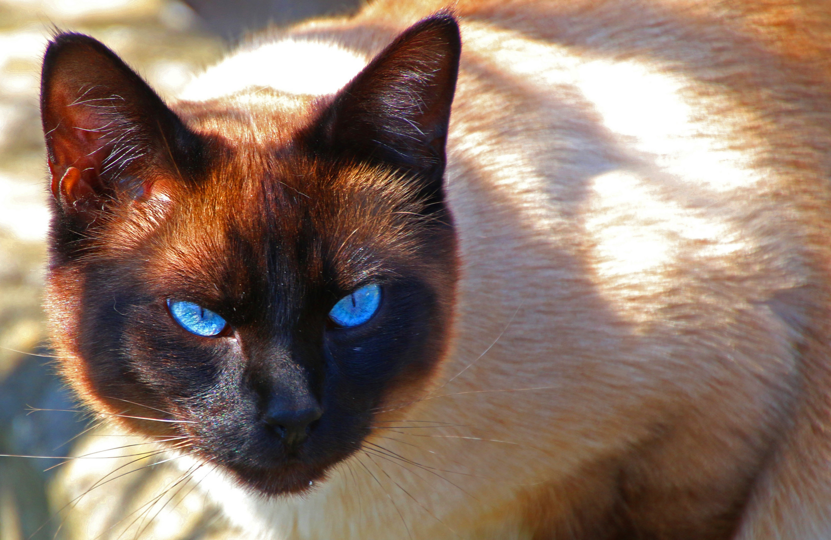 Katze Portrait blaue Augen Foto & Bild natur, tiere, säugetiere Bilder auf