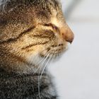 Katze - Profil