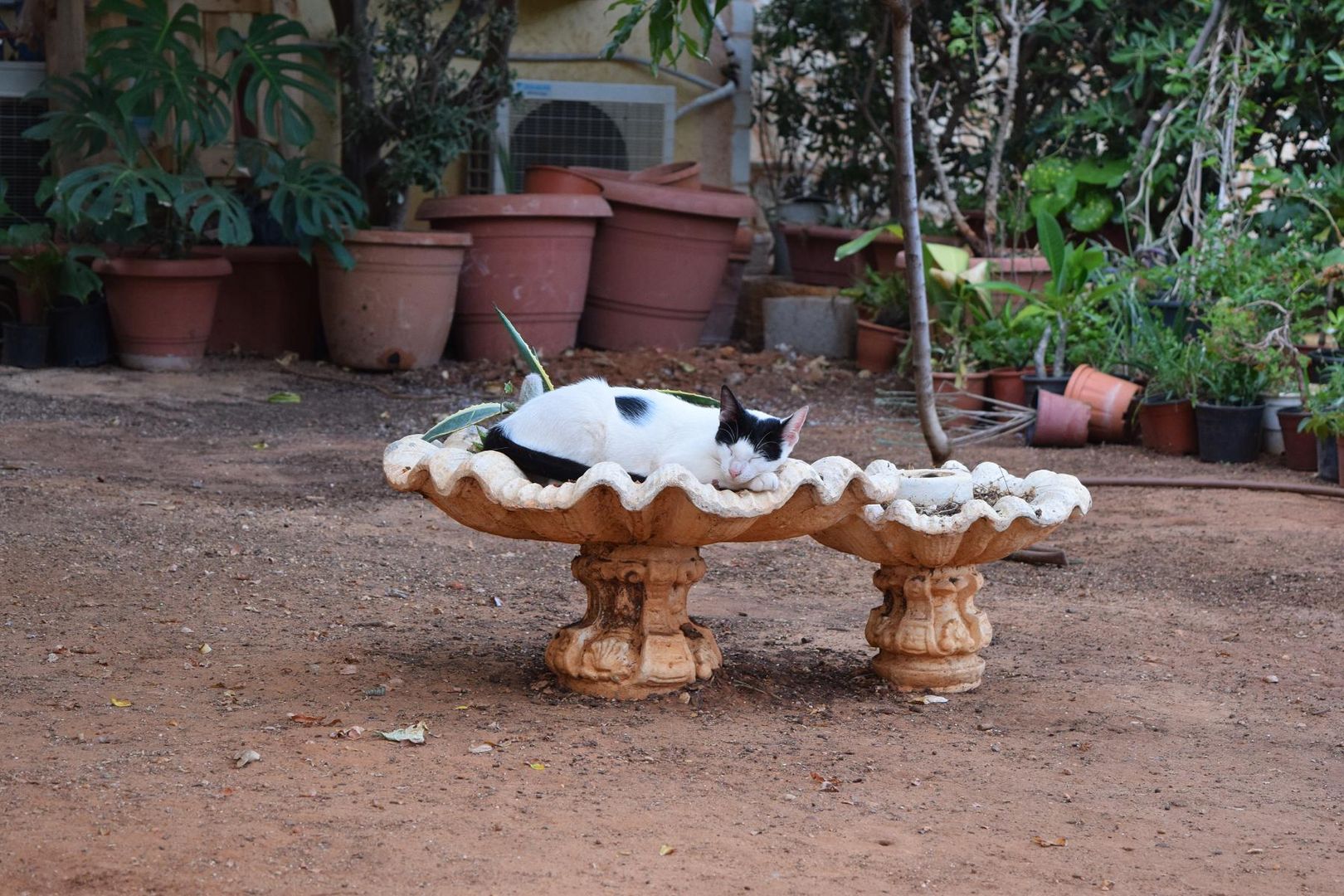 Katze relaxt in Kreta ...