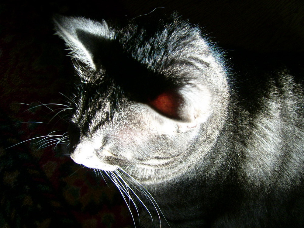 katze sally im licht