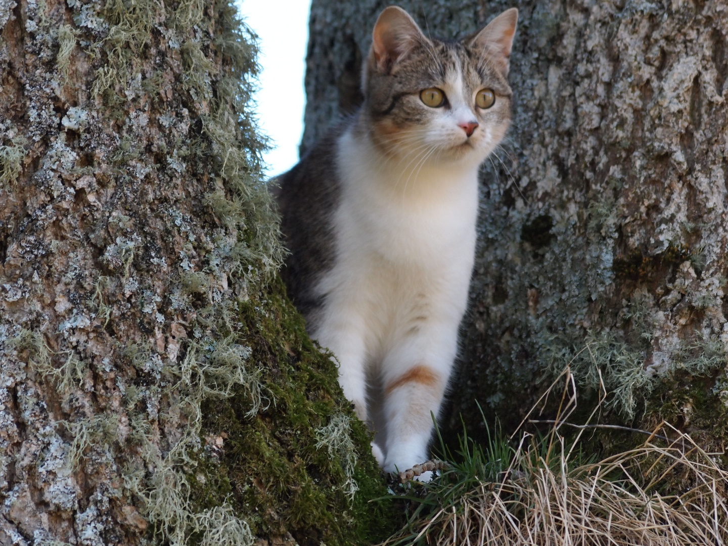 Katze schaut nach dem Hund