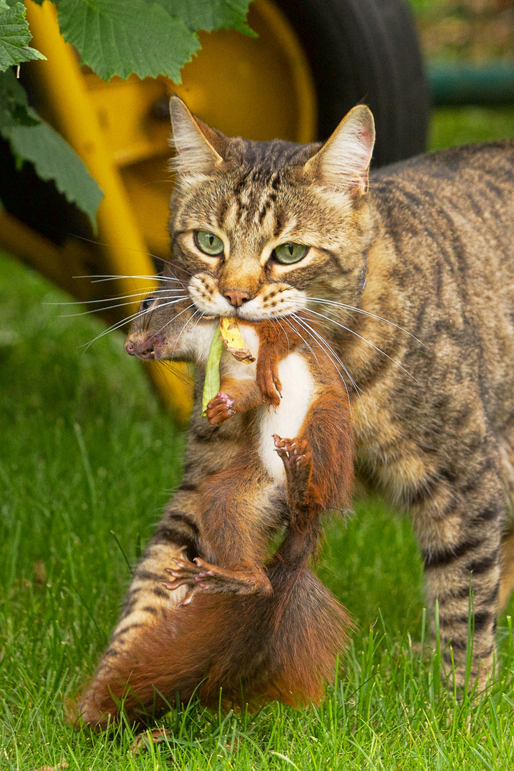 Katze schleppt ein Eichhörnchen