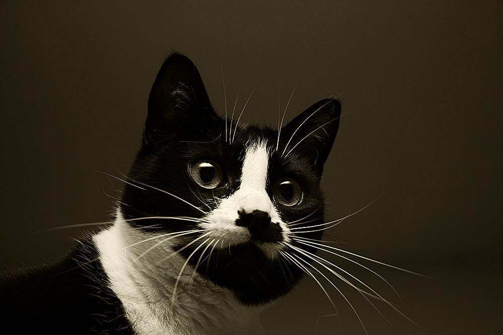 Katze schwarz weiss Foto &amp; Bild tiere, haustiere, katzen Bilder auf