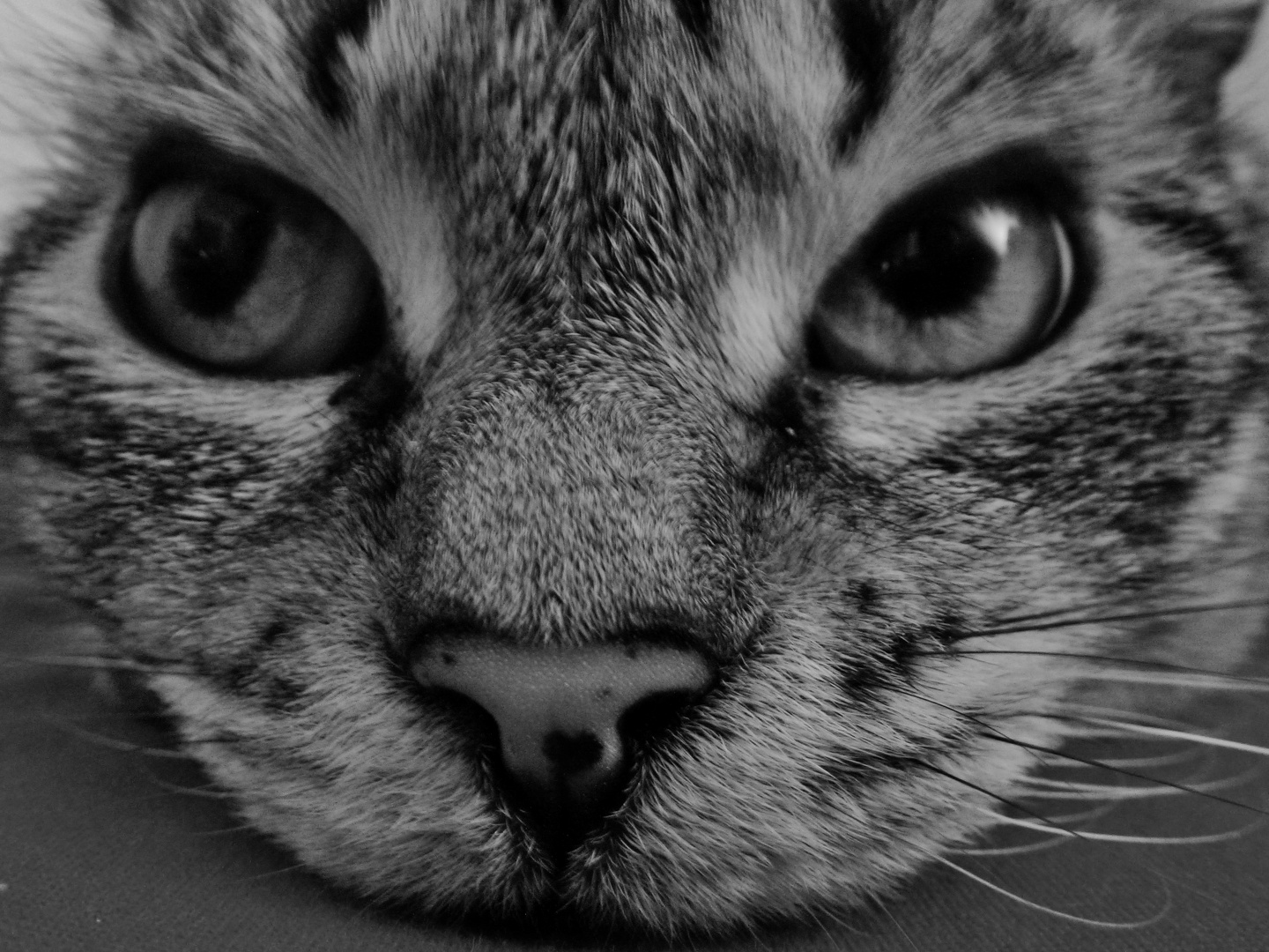 Katze schwarzweiss Foto &amp; Bild tiere, haustiere, katzen Bilder auf