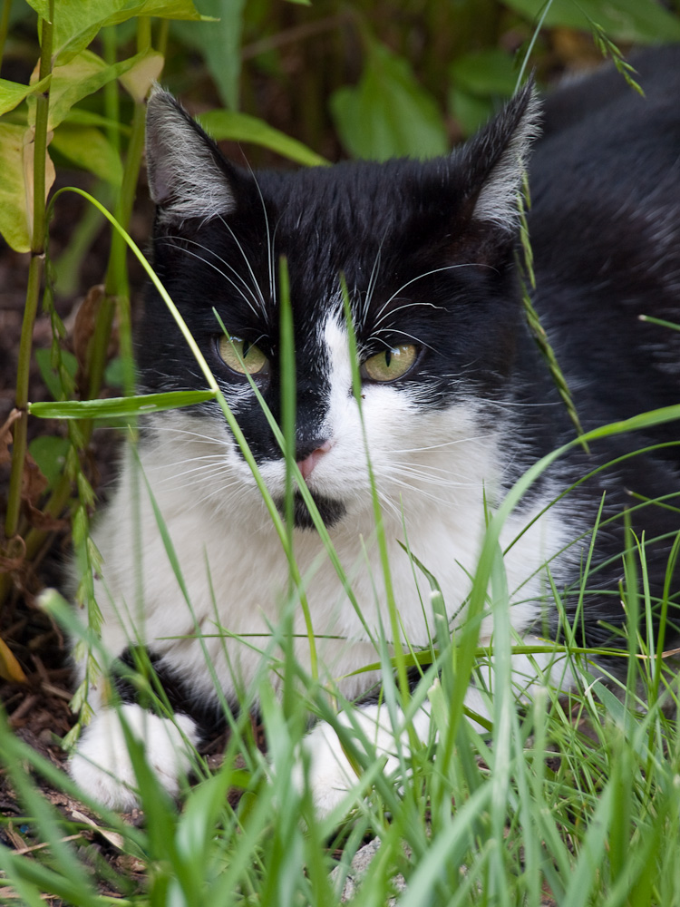 Katze schwarz/weiss