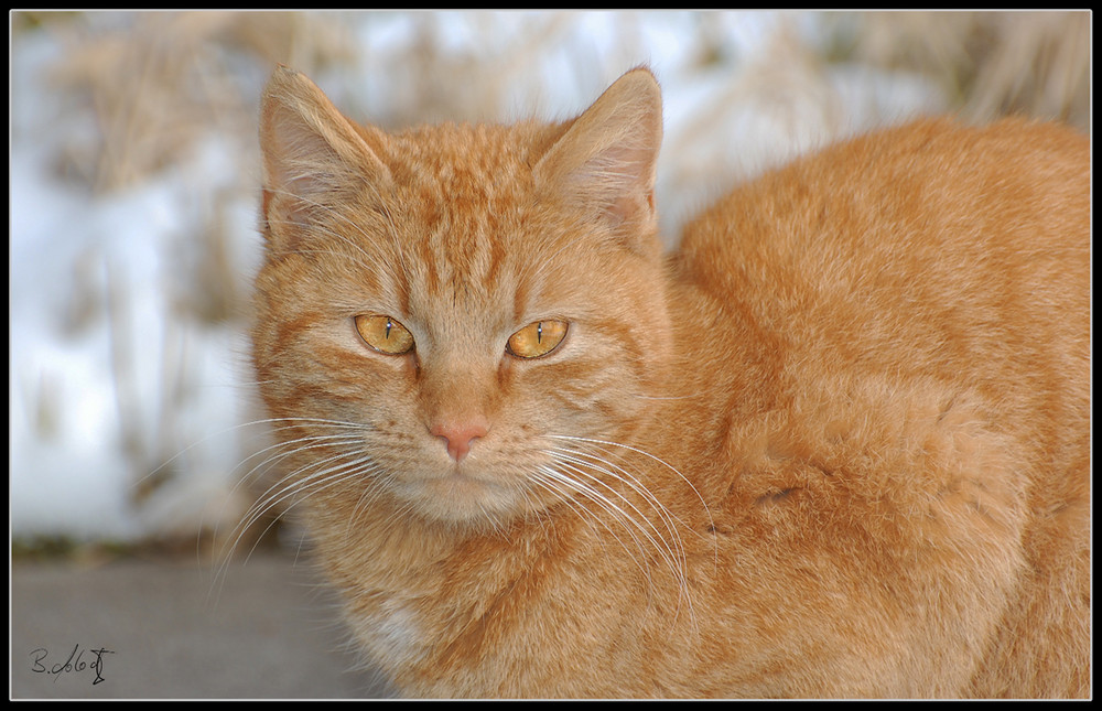 Katze sei wachsam