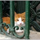 Katze sitzt hinter Gitter