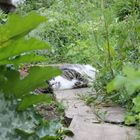 Katze sonnt sich im Gemüsegarten