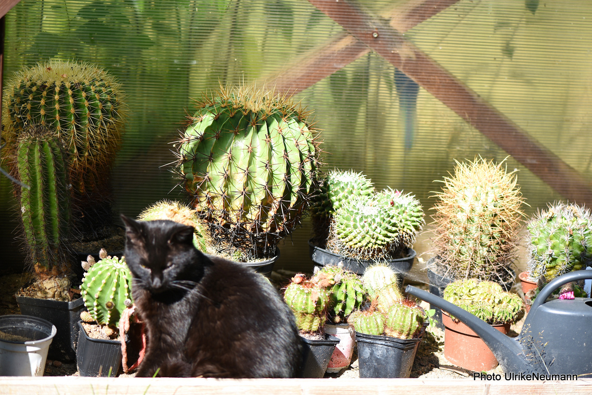 Katze sonnt sich im Kakteehaus