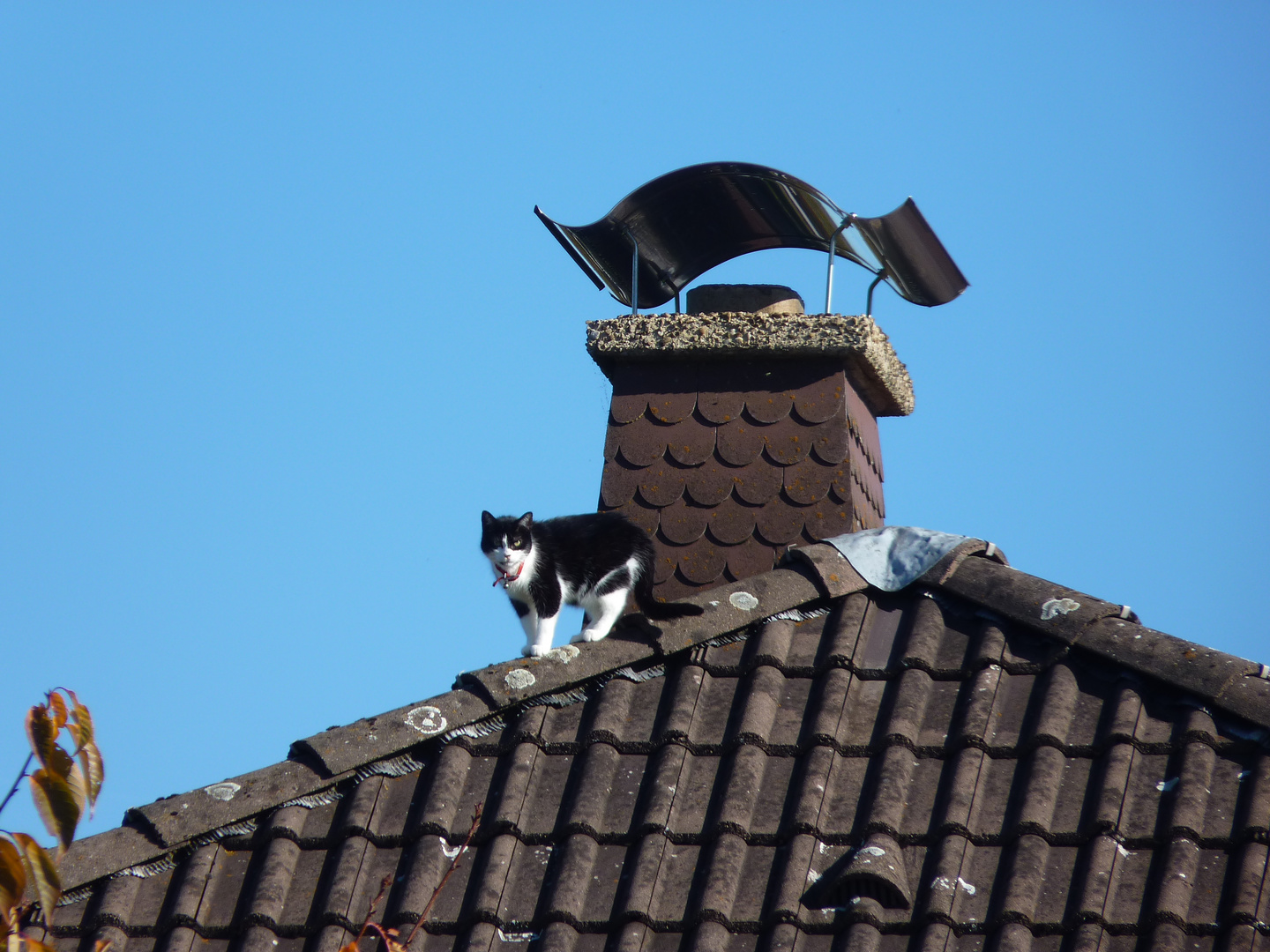 Katze spaziert auf dem Dach