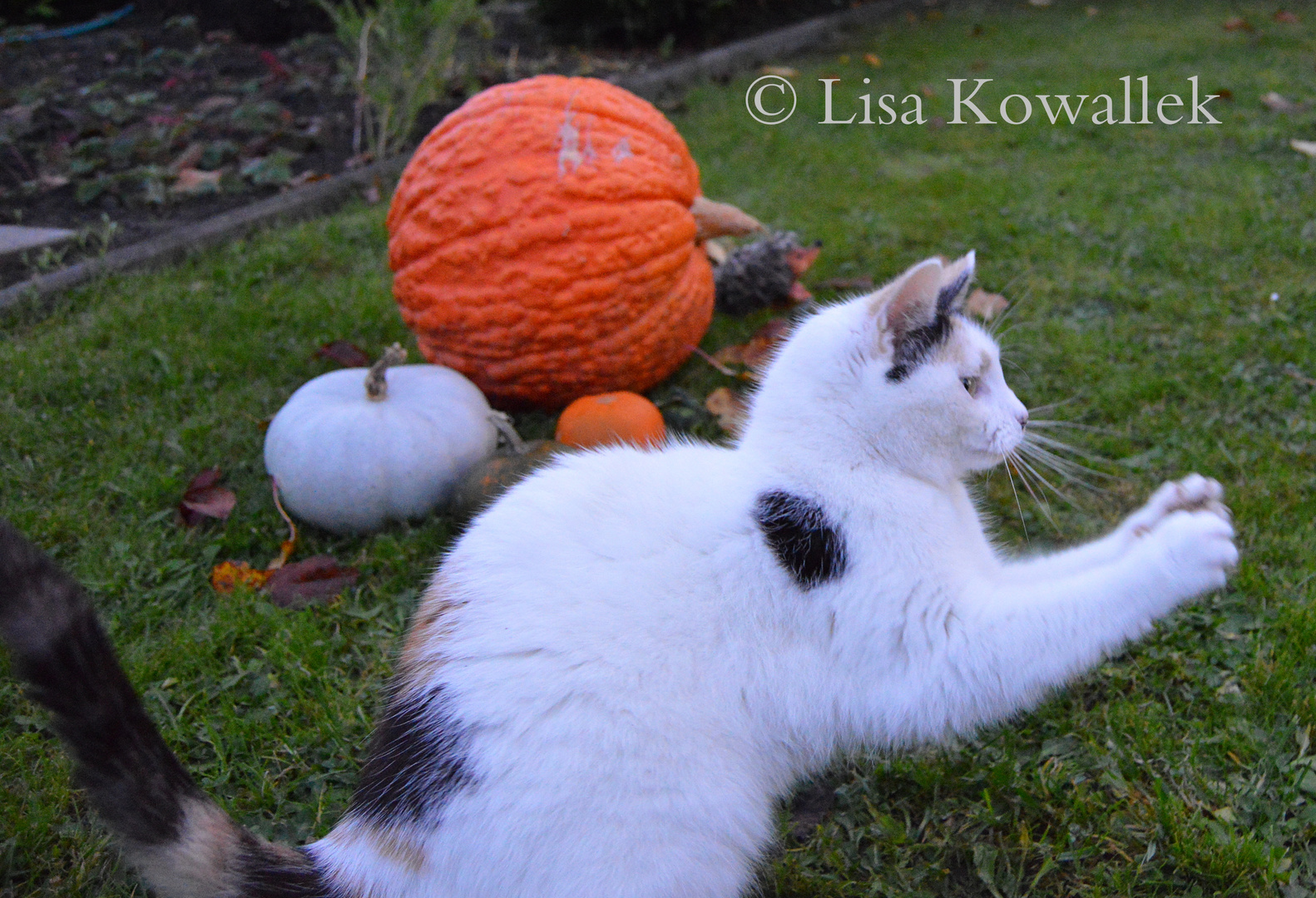 Katze spielt im Garten