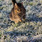 Katze springt über Gras mit Frühreif