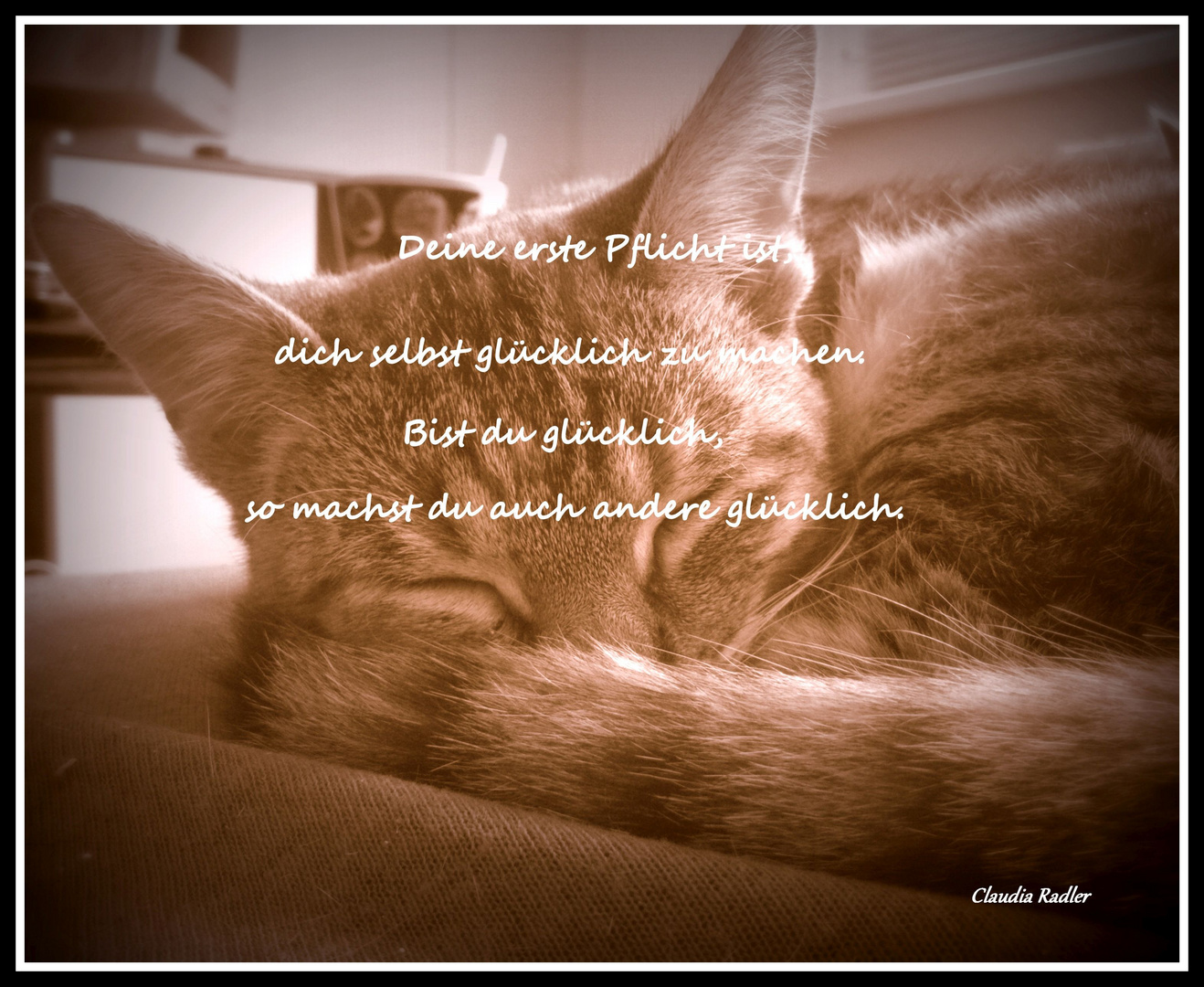 Download Spruch tiere natur Desktop Wallpaper Free