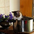 Katze Suppe - the first sign of crisis?