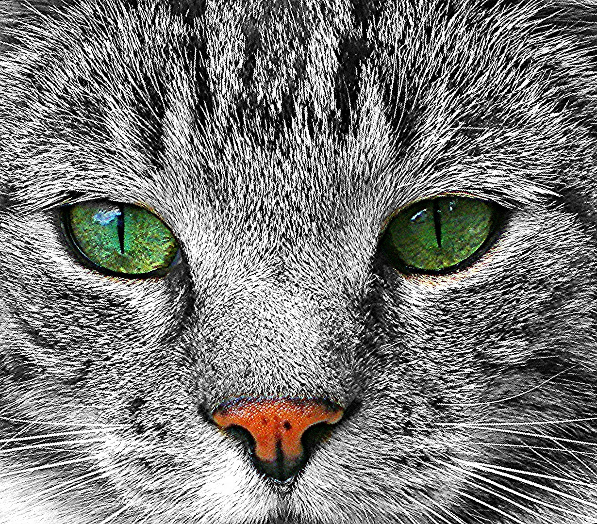 Katze s/w Augen Blick schwarz weiß Wallpaper