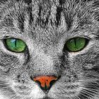 Katze s/w Augen Blick schwarz weiß Wallpaper