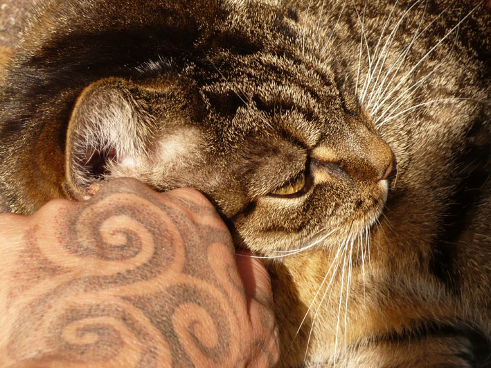 Katze + Tattoo