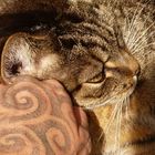 Katze + Tattoo