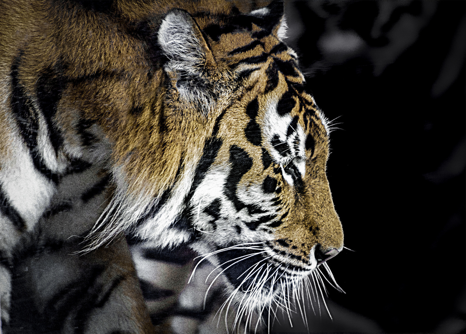 Katze Tiger Foto Bild Tiere Fotos Natur Bilder Auf Fotocommunity