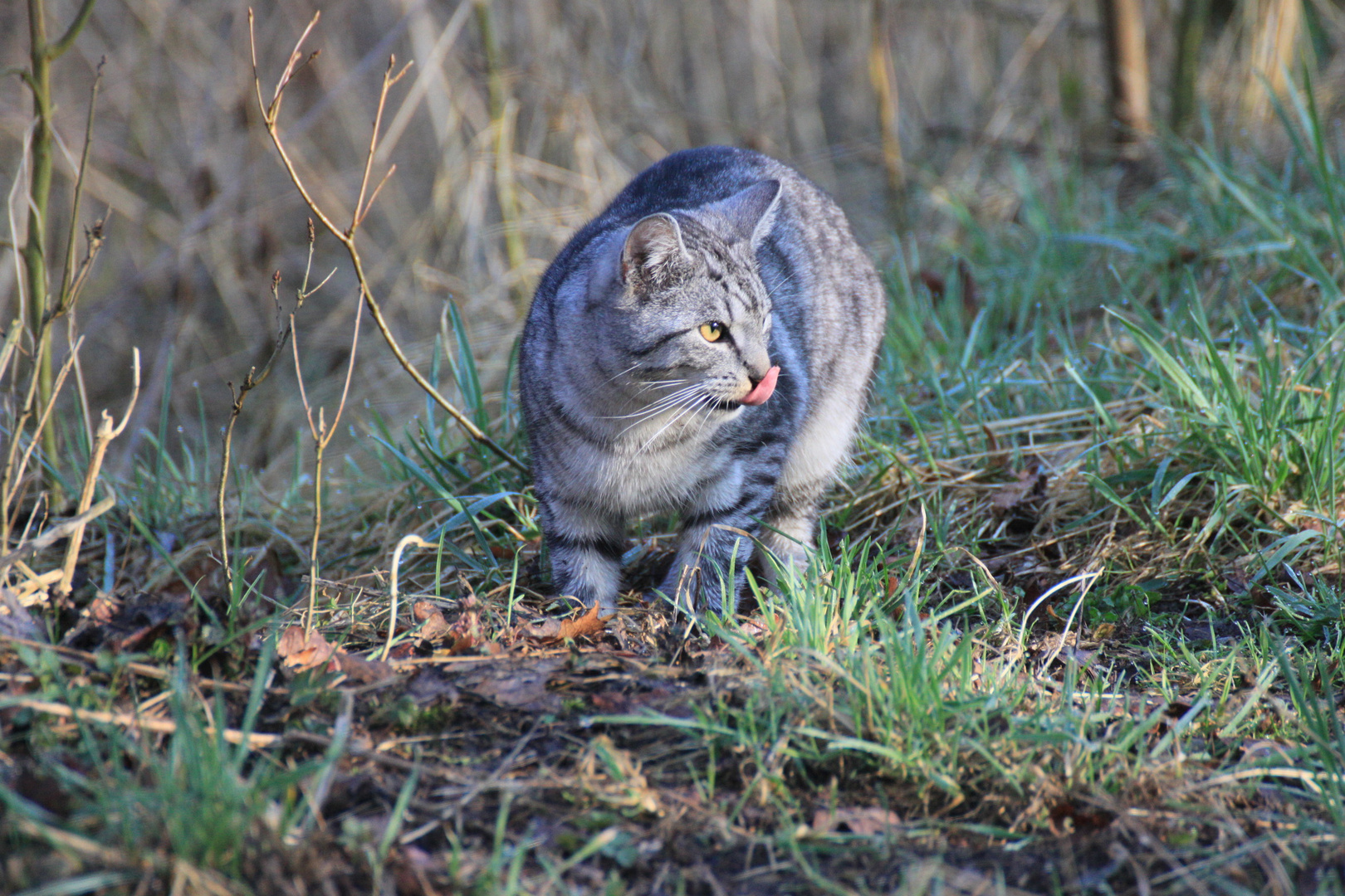 Katze traf Maus