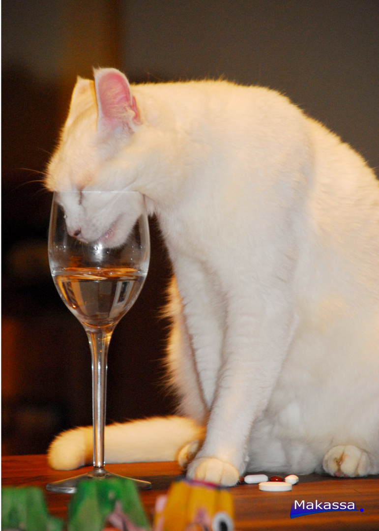 Katze trinkt am Wein - Glas