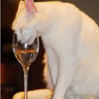 Katze trinkt am Wein - Glas
