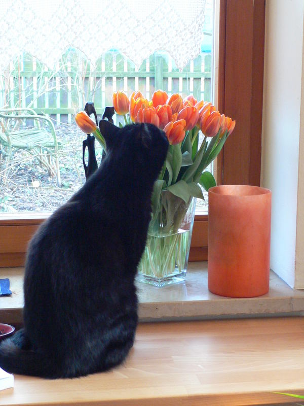 katze tulpen windlicht