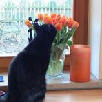 katze tulpen windlicht