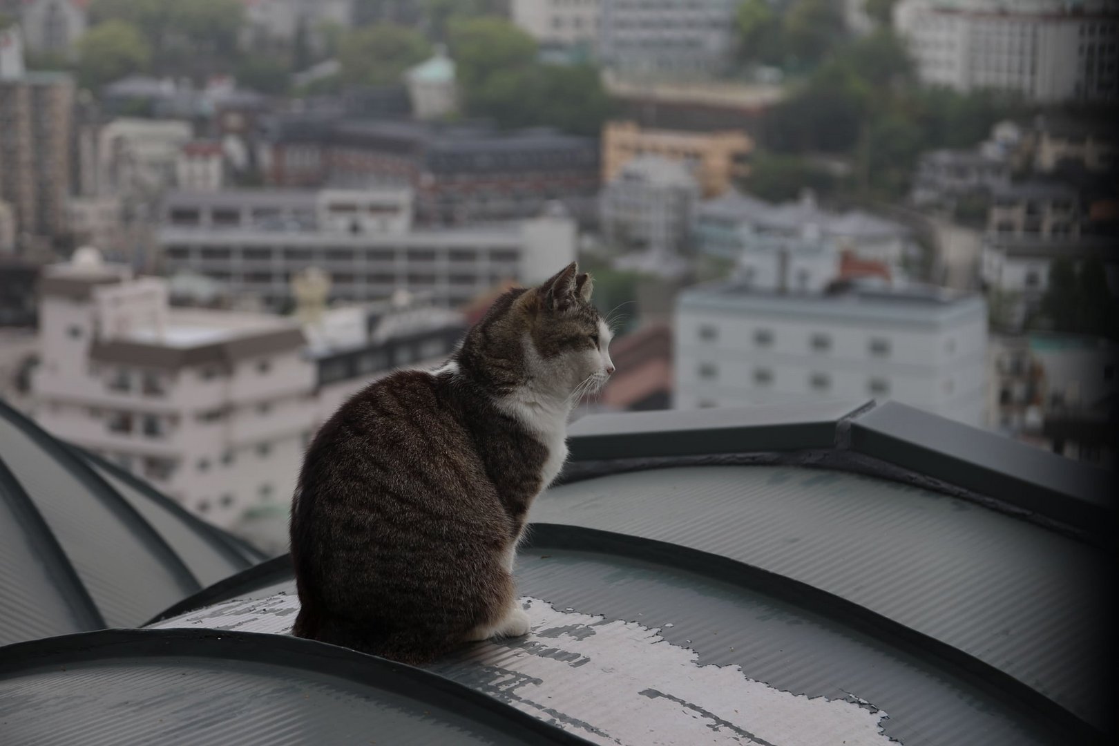 Katze über den Dächern von Hiroshima