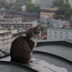 Katze über den Dächern von Hiroshima