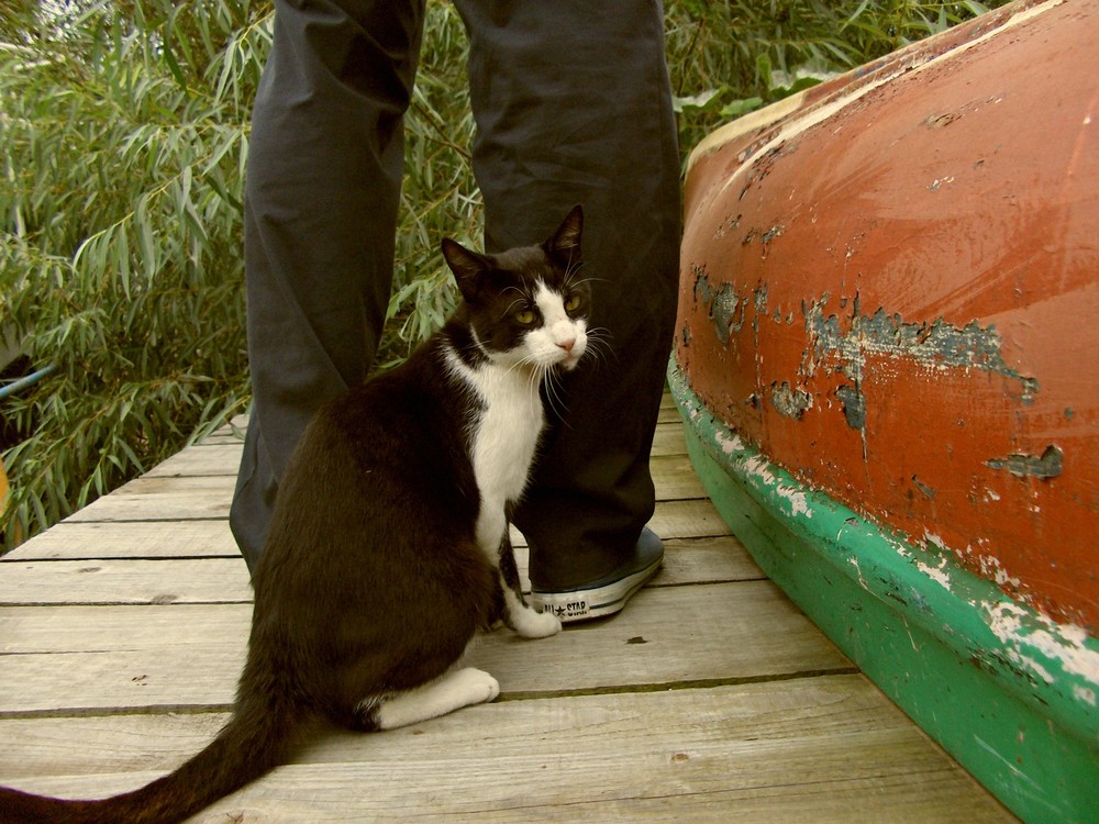 Katze und Besitzer