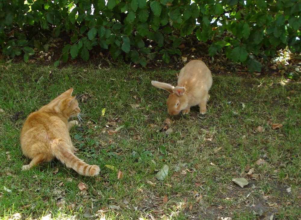 Katze und der Hase