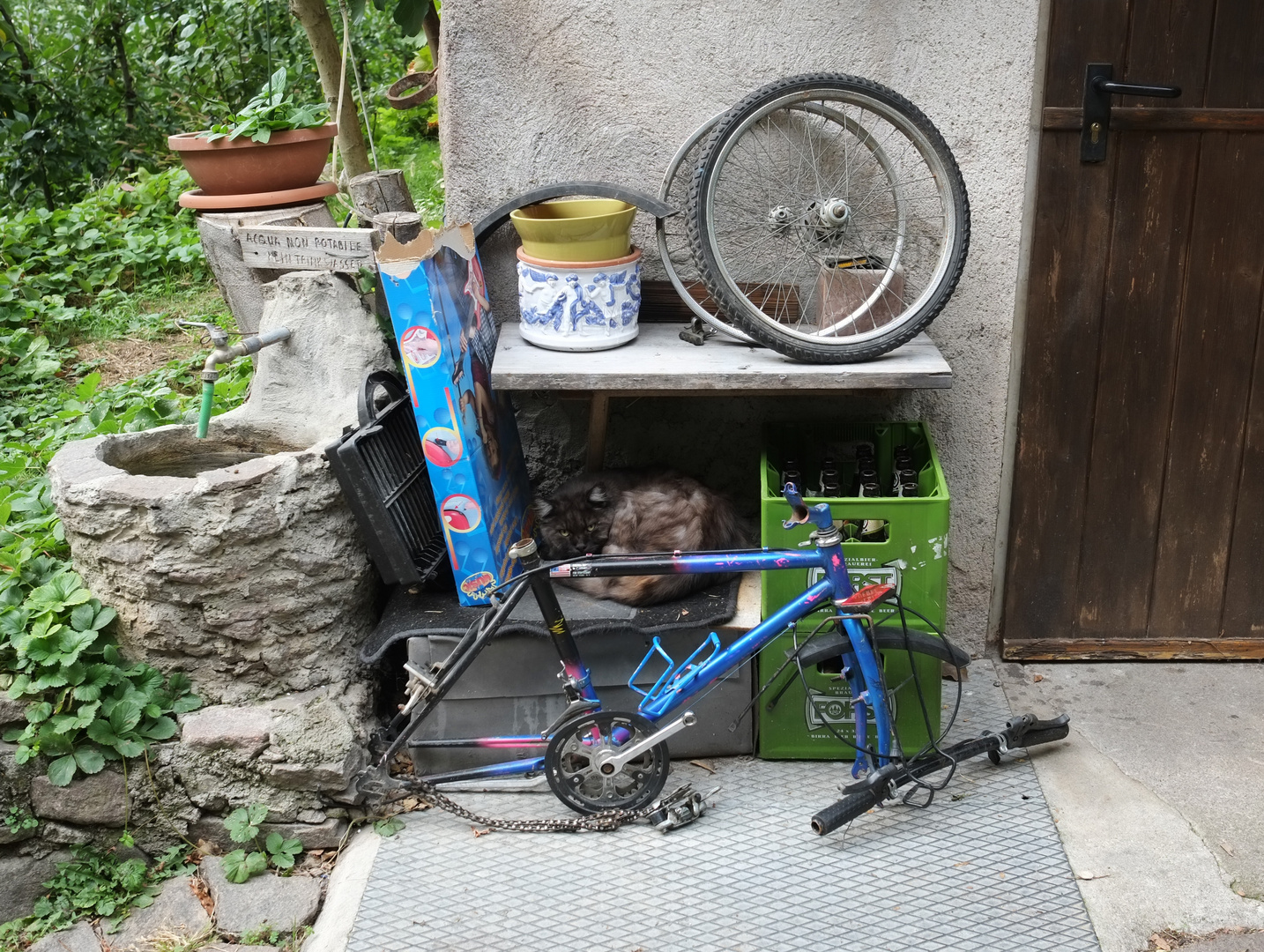 Katze und Fahrrad.