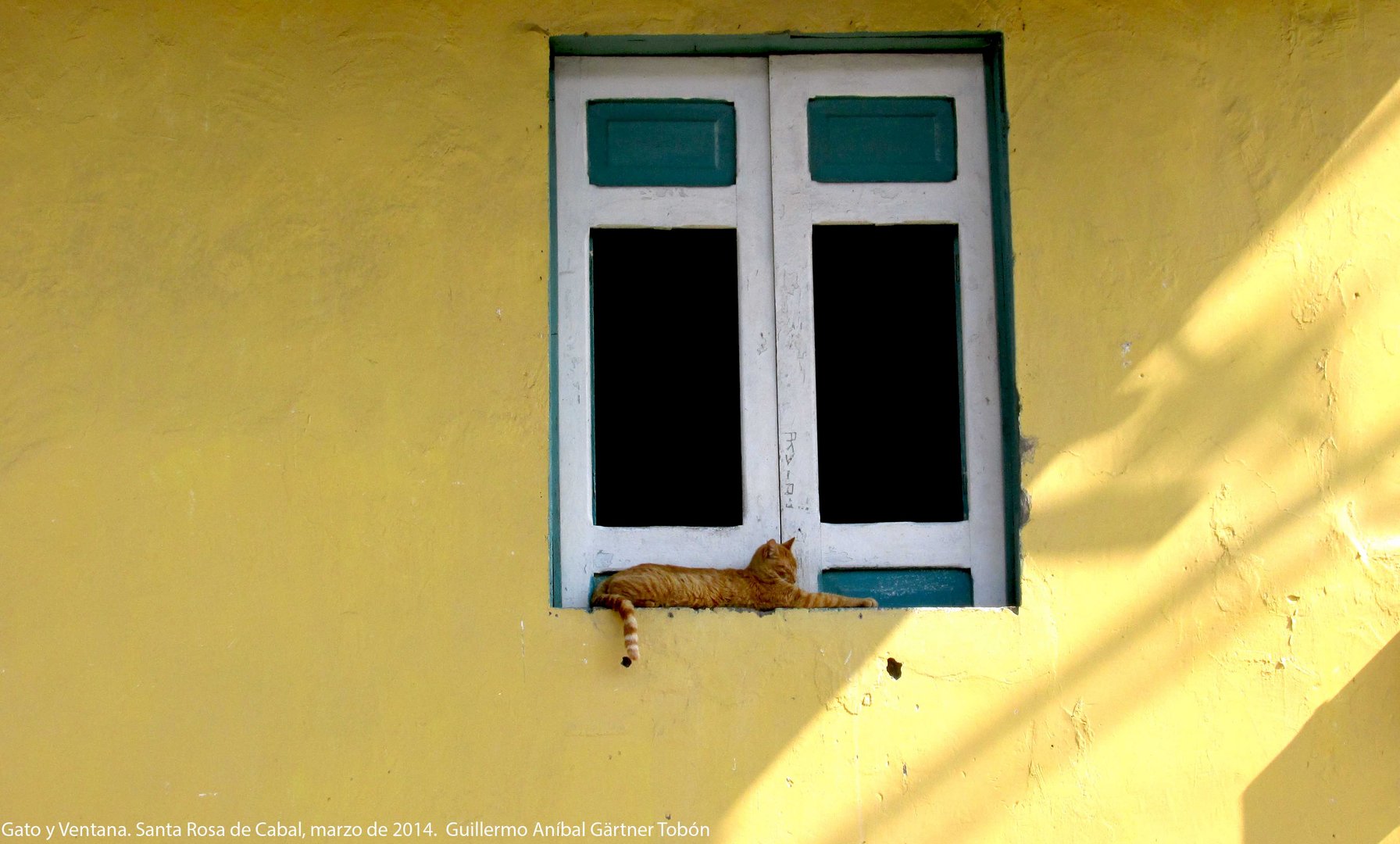 Katze und Fenster