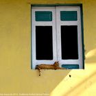 Katze und Fenster
