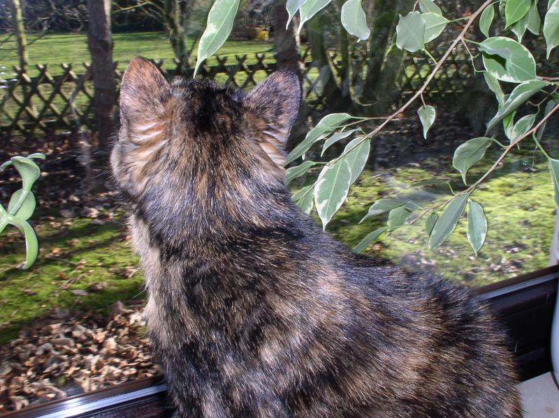 katze und fenster