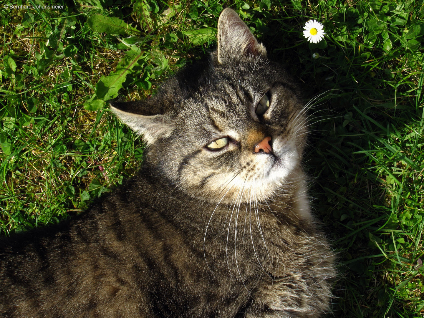 Katze und Gänseblümchen