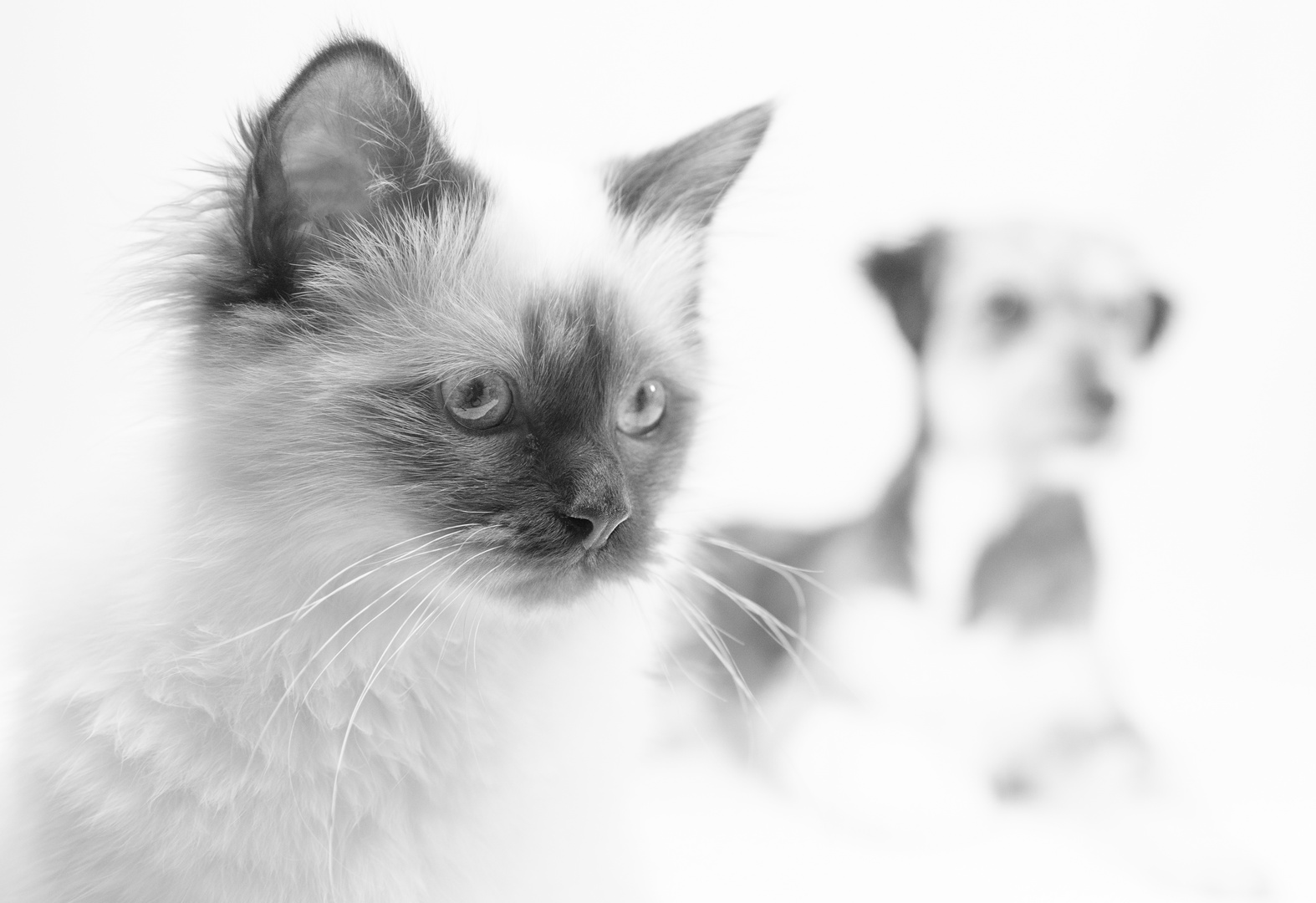 Katze und Hund in High Key & SW 