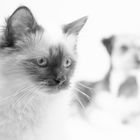 Katze und Hund in High Key & SW 