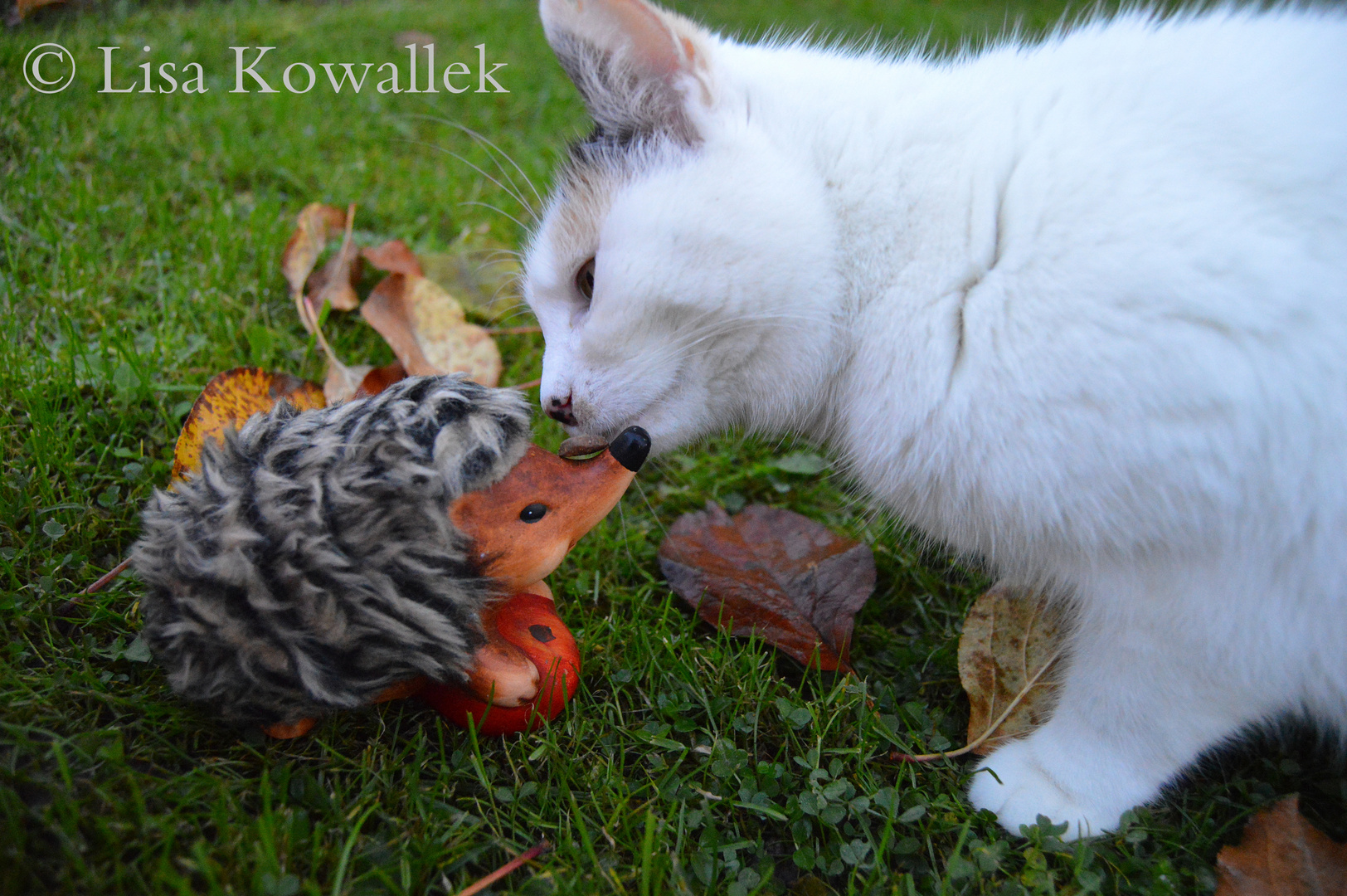 Katze und Igel