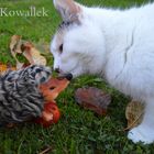 Katze und Igel