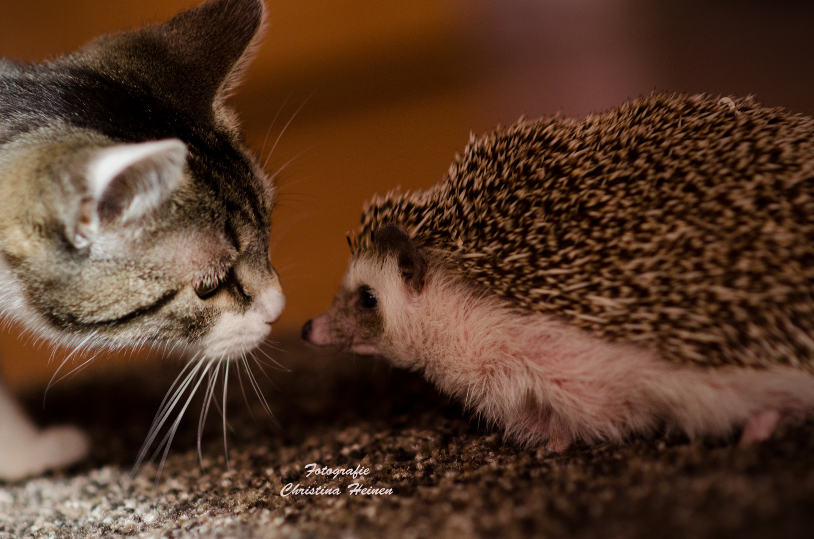 Katze und Igel