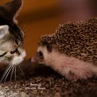 Katze und Igel